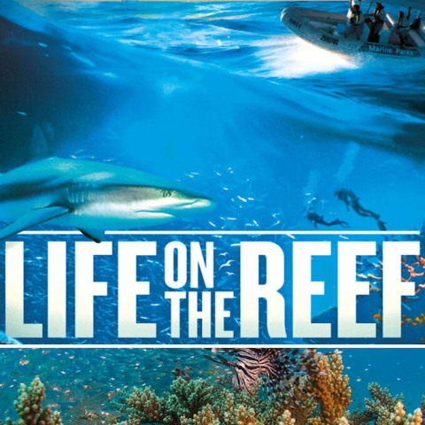 Life on the Reef