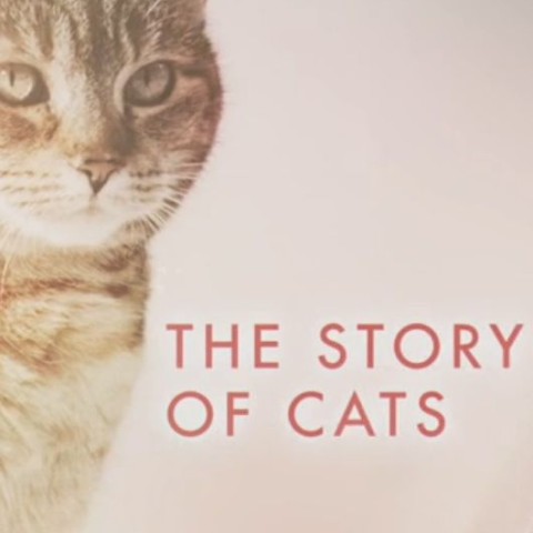The Story of Cats