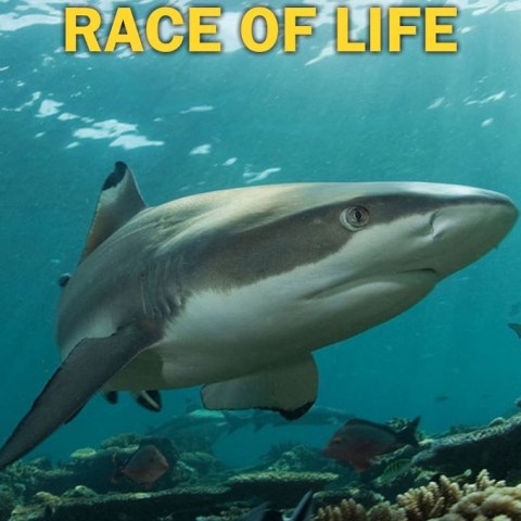Race of Life