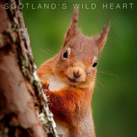 Highlands - Scotland's Wild Heart