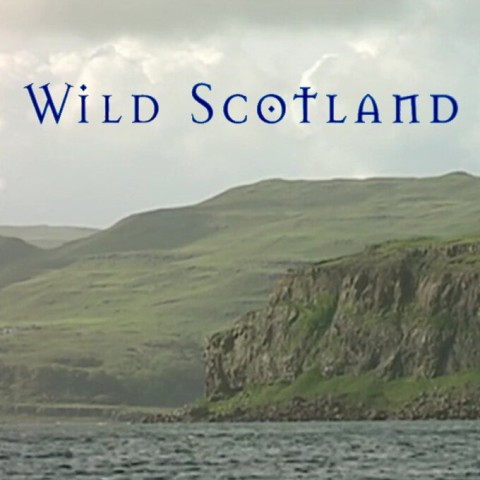 Wild Scotland