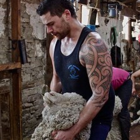 Shearing Gang