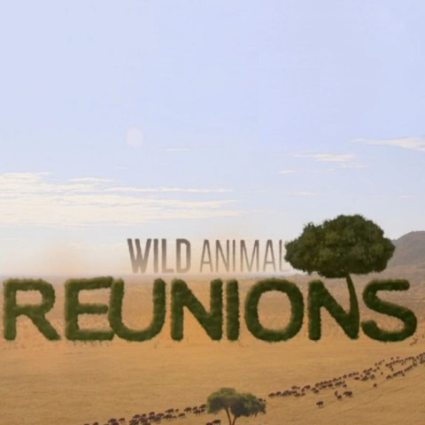 Wild Animal Reunions
