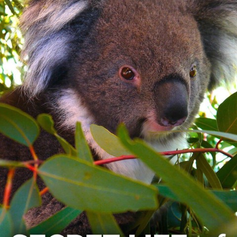 Secret Life of the Koala