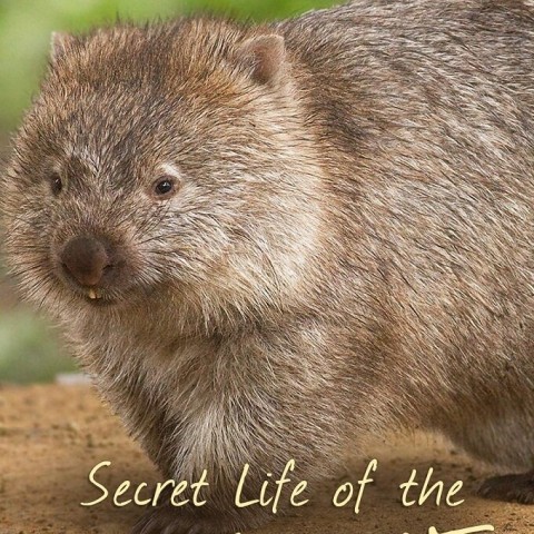 Secret Life of the Wombat