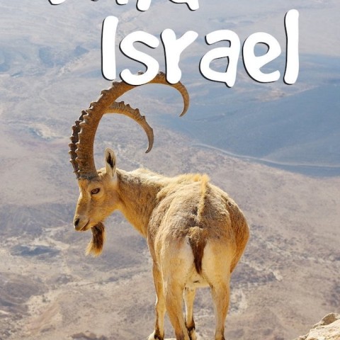 Wild Israel