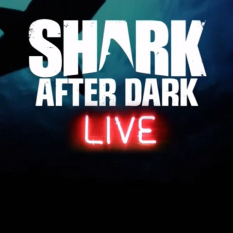 Shark After Dark