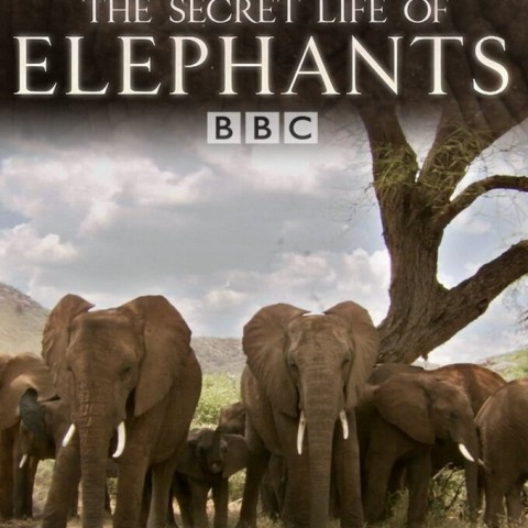 The Secret Life of Elephants