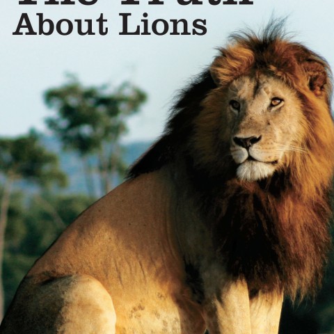 The Truth About Lions