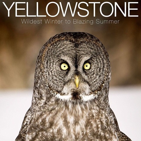 Yellowstone: Wildest Winter to Blazing Summer