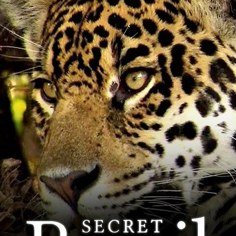 Secret Brazil
