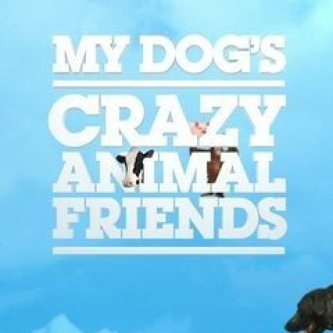 My Dog's Crazy Animal Friends