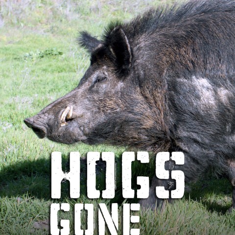 Hogs Gone Wild