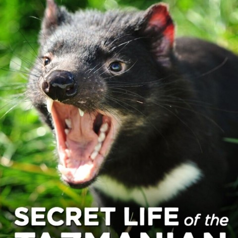 Secret Life of the Tasmanian Devil