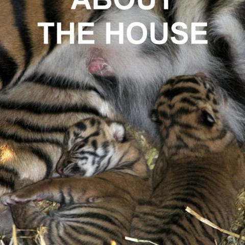 Tigers About the House