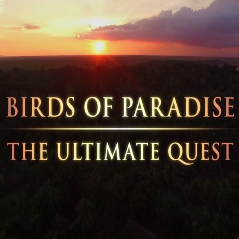 Birds of Paradise: The Ultimate Quest