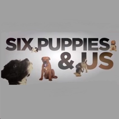Six Puppies and Us