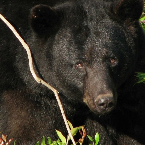 Blonde vs. Bear