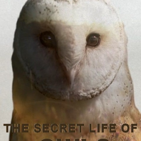 The Secret Life of Owls