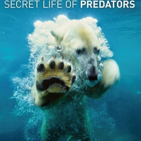 Secret Life of Predators