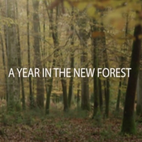 A Year in the New Forest