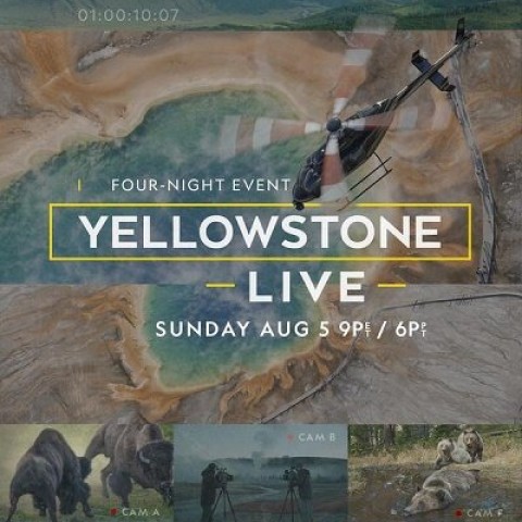 Yellowstone Live