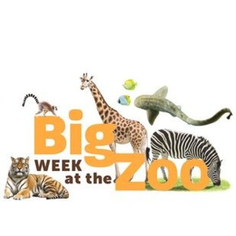 Big Week at the Zoo