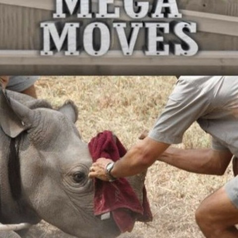 Animal Mega Moves