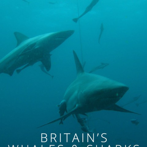 Britain's Whales and Sharks