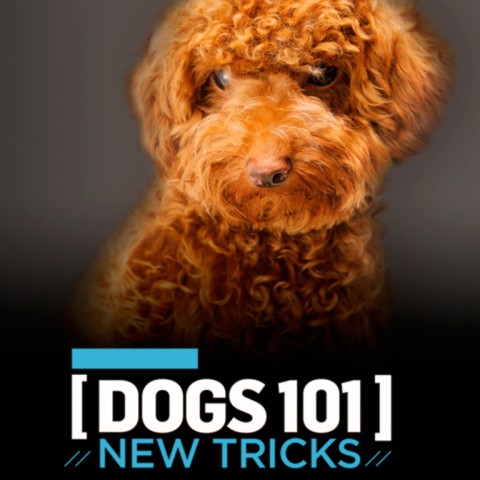 Dogs 101: New Tricks