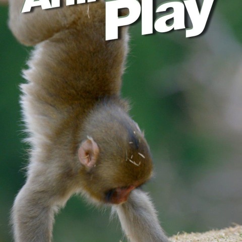 Animals at Play