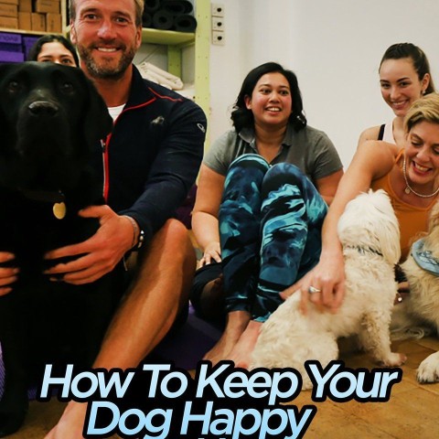 How to Keep Your Dog Happy at Home