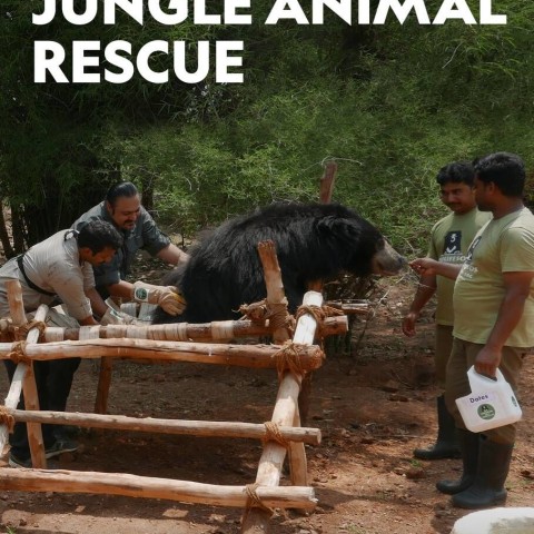 Jungle Animal Rescue