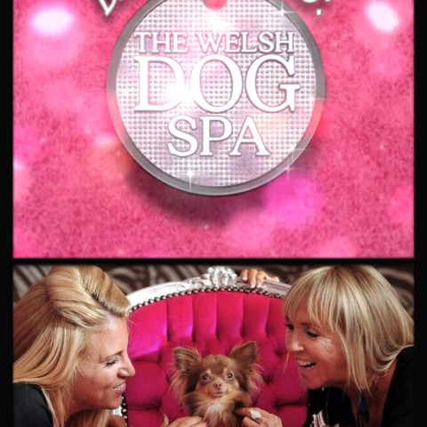 Barking Mad: The Welsh Dog Spa