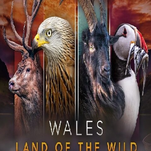 Wales: Land of the Wild