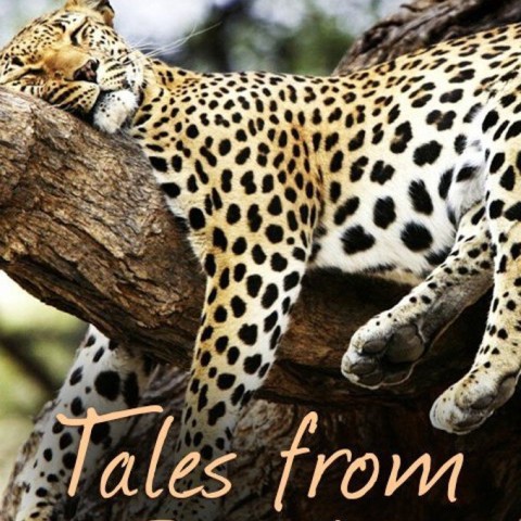 Tales from Zambia