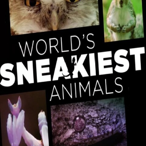 World's Sneakiest Animals