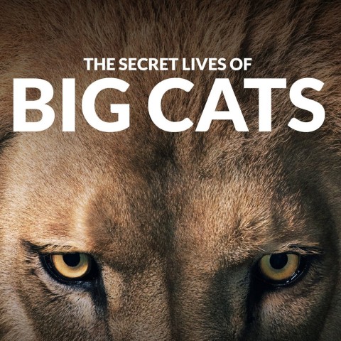 The Secret Lives of Big Cats