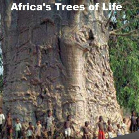 Africa's Trees of Life