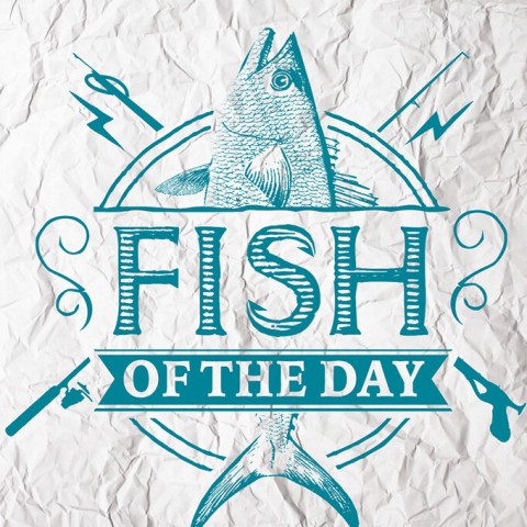 Fish of the Day