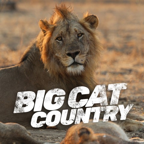 Big Cat Country