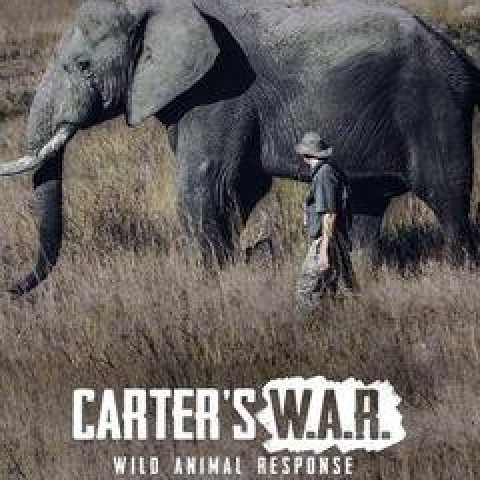 Carter's W.A.R. (Wild Animal Response)