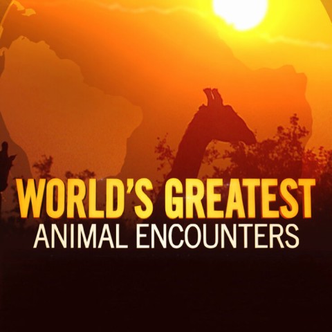 World's Greatest Animal Encounters