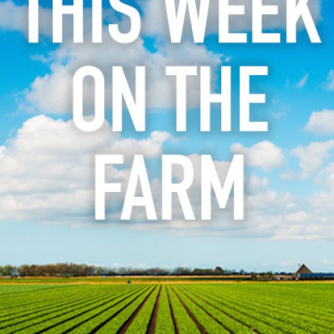 This Week on the Farm