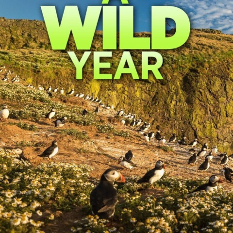 A Wild Year