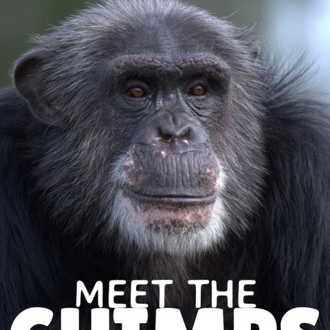 Meet the Chimps