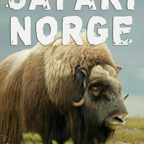 Safari Norge
