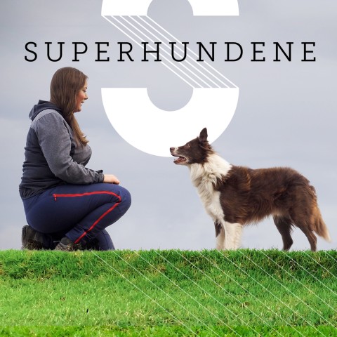 Superhundene