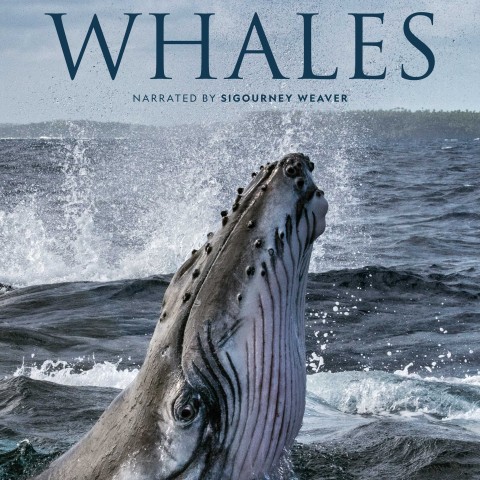 Secrets of the Whales