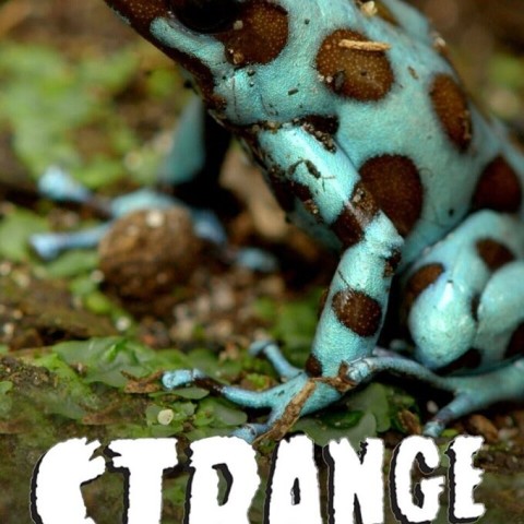 Strange Creatures